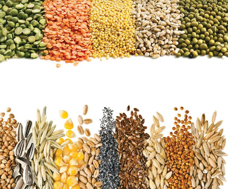 plant protein