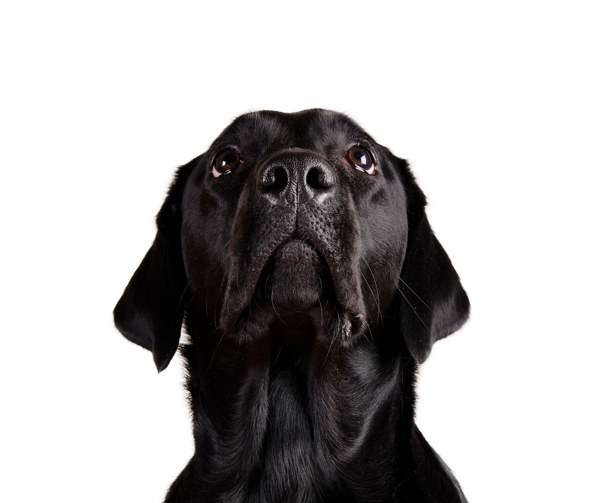 black dog on white background looking up