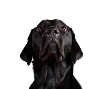 black dog on white background looking up