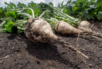 Sugar from sugarbeets