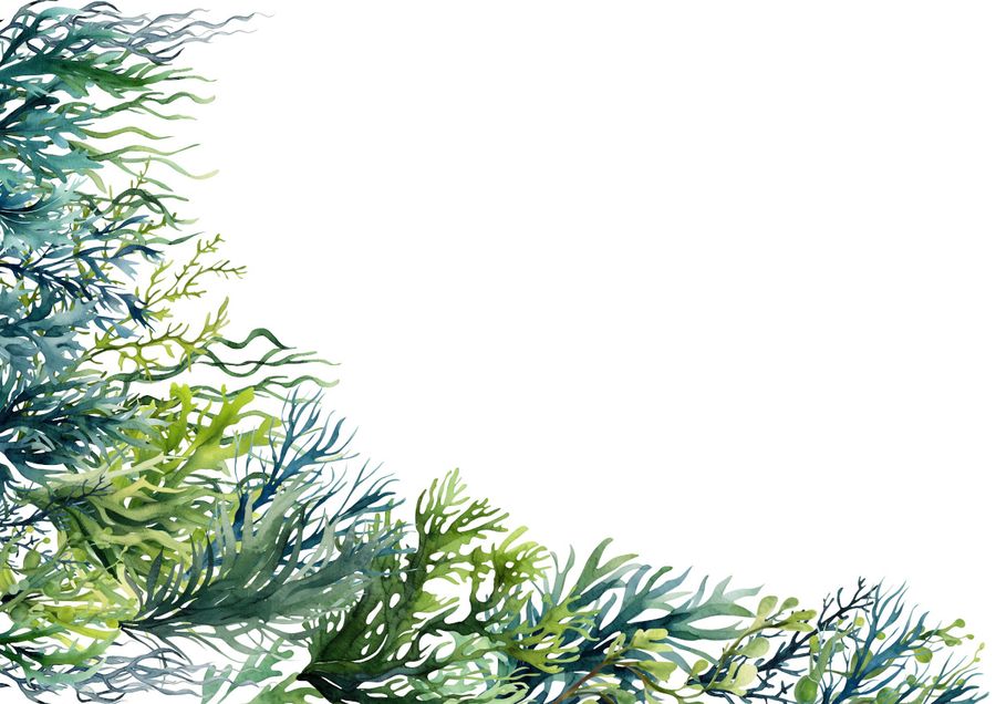 illustration of seaweed