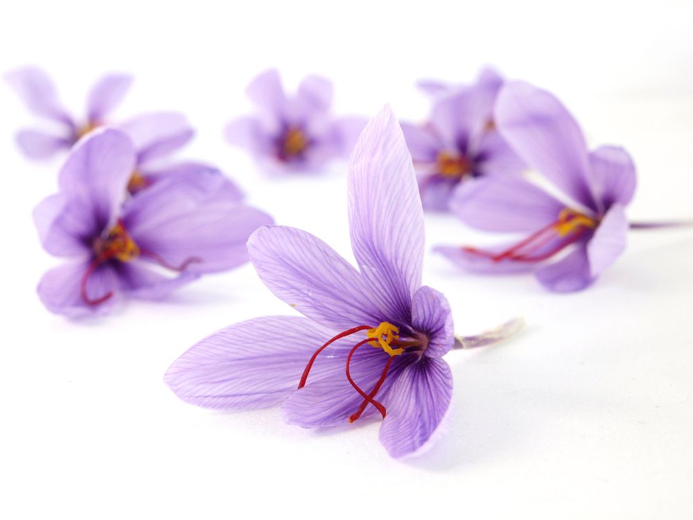 Nature*4*Science shows off garlic, saffron ingredients: SupplySide West 2023 Preview