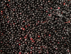 Elderberry
