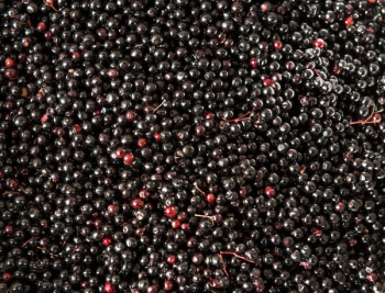 Elderberry