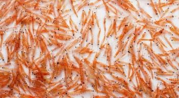 krill jb