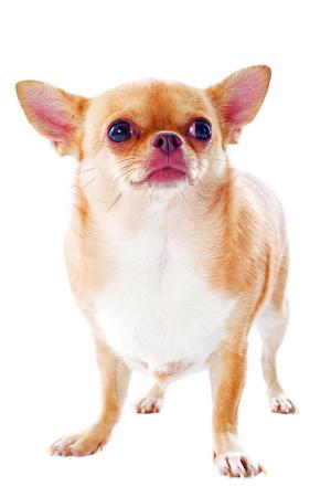 Pet Health Ingredients for Dietary Supplements