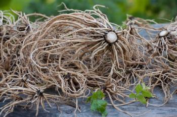 valerian root