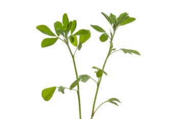 fenugreek
