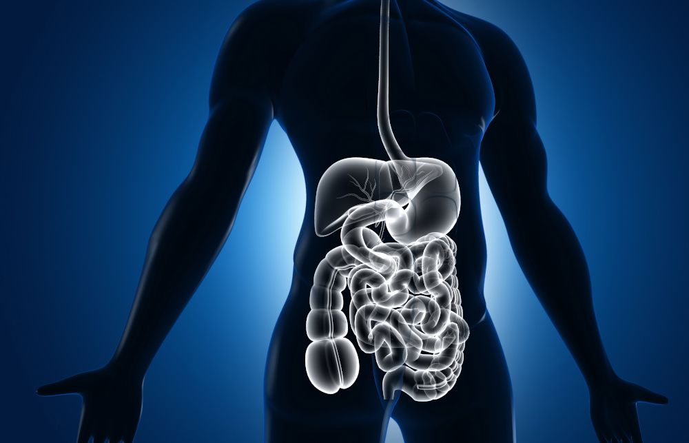 Digestive Health Ingredients New Research On Postbiotics Butyrate At digestive-health-ingredients-new-research-on-postbiotics-butyrate-at