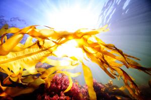 Fucoidan for the future: Ensuring the sustainability of fucoidan