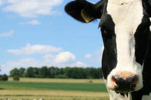 FrieslandCampina, Cayuga Milk Ingredients partner to produce locally sourced milk proteins in US