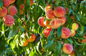 peaches on the tree