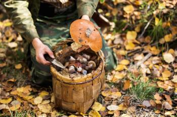 Why the supplement industry still needs wildcrafting