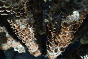 cultivated turkey tail mushrooms