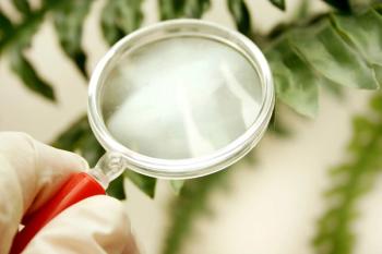 Kava plant company partners on drug development with contract research organization Nutrasource