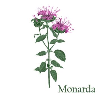 bee balm