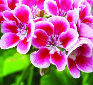 A Non-DMAA World: The Status of DMAA in Today's Dietary Supplements Market