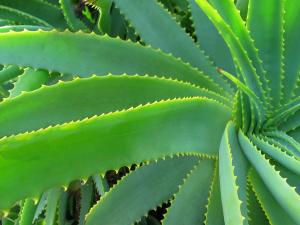 Aloe vera does not present risk of increased exposure to hydroxyanthracene compounds, Herbalife Nutrition researchers find