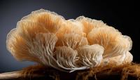 What Does Verified erinacine A Content Mean for Lion's Mane Mycelium Ingredients?