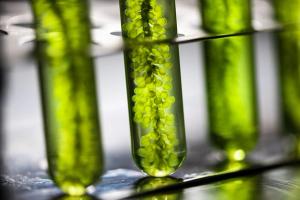 Algae’s future in food