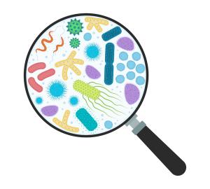 Probiotic clinical trial report. Which health conditions are researchers studying? A breakdown of probiotic study designs.