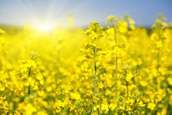 Royal DSM launches canola seed protein isolate for the plant-based food and beverage market