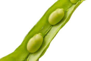 close up of lima bean