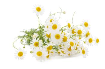 Chamomile