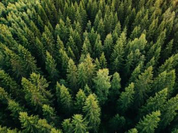 forest contain 80% of terrestrial biodiversity