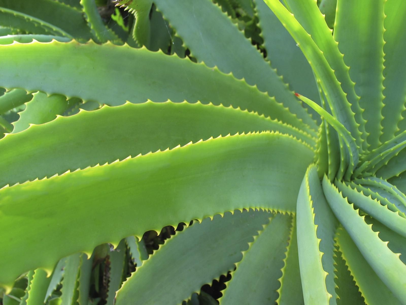aloe coco Aloe Vera Drink - 34oz