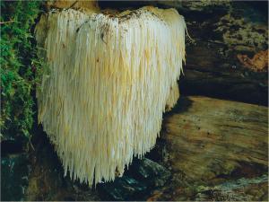 Ingredient Spotlight: Lion's Mane Mushroom