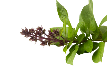 Thai basil