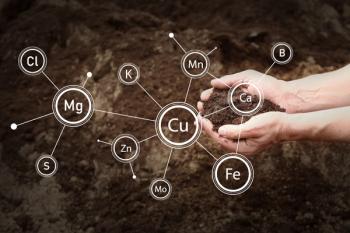 Today’s diets aren’t as nutrient-rich as they once were. Can supplements help address nutrient deficiencies?