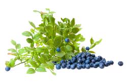 Bilberon bilberry ingredient patented for improving stiff neck and shoulders related to eye strain