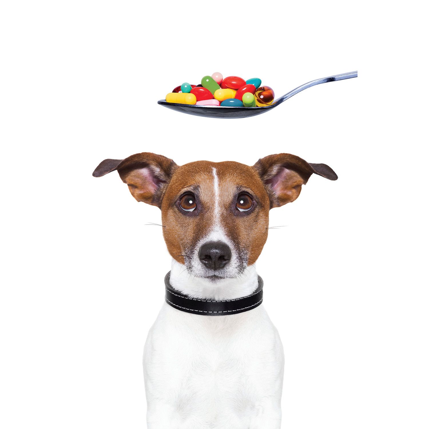 Nutrasource aims to increase research, substantiation for pet supplements: 2022 SupplySide West Report