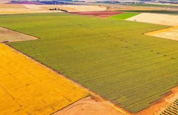 New aged black garlic extract offers higher antioxidant content at lower dose