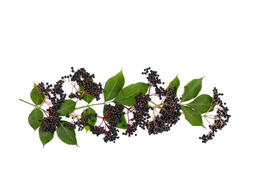 U.S. Pharmacopeia awards BGG for elderberry extract monograph contributions