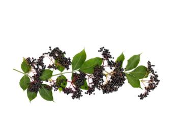 U.S. Pharmacopeia awards BGG for elderberry extract monograph contributions