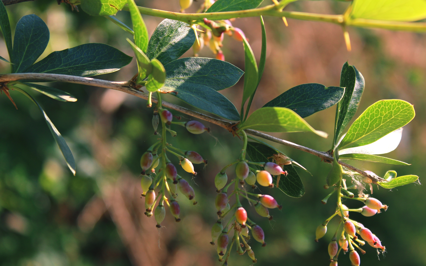 Indian Barberry