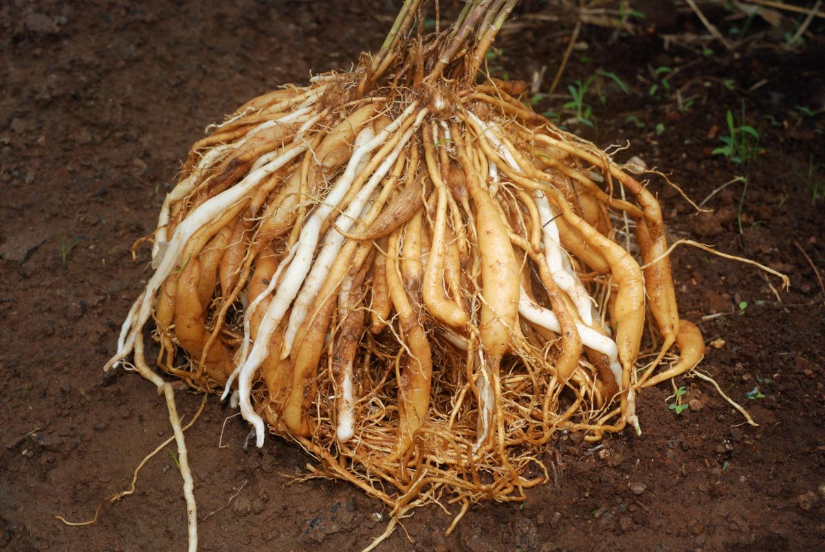 shatavari pulled from the ground