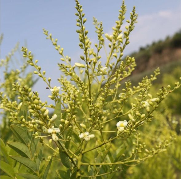 Layn to debut highly bioavailable form of quercetin at SupplySide West