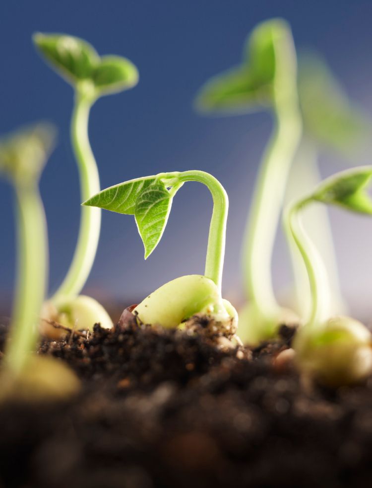 Sprouted certified-organic powders line debuts at Natural Products Expo ...