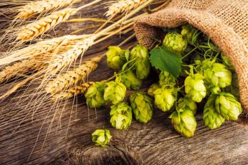Univar adds Kalsec’s hops ingredients to its distribution portfolio in the U.S.