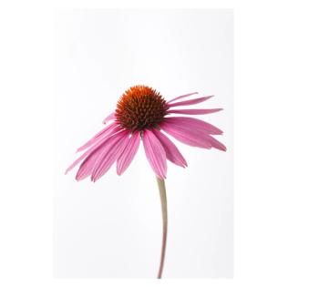 Echinacea