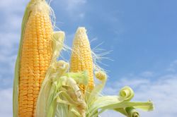 Organic corn