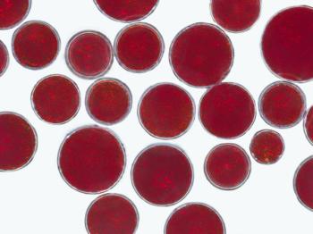 AstaReal launches astaxanthin for European pet and feed market