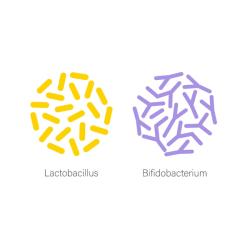 Popular probiotics: The latest on Lactobacilli and Bifidobacteria