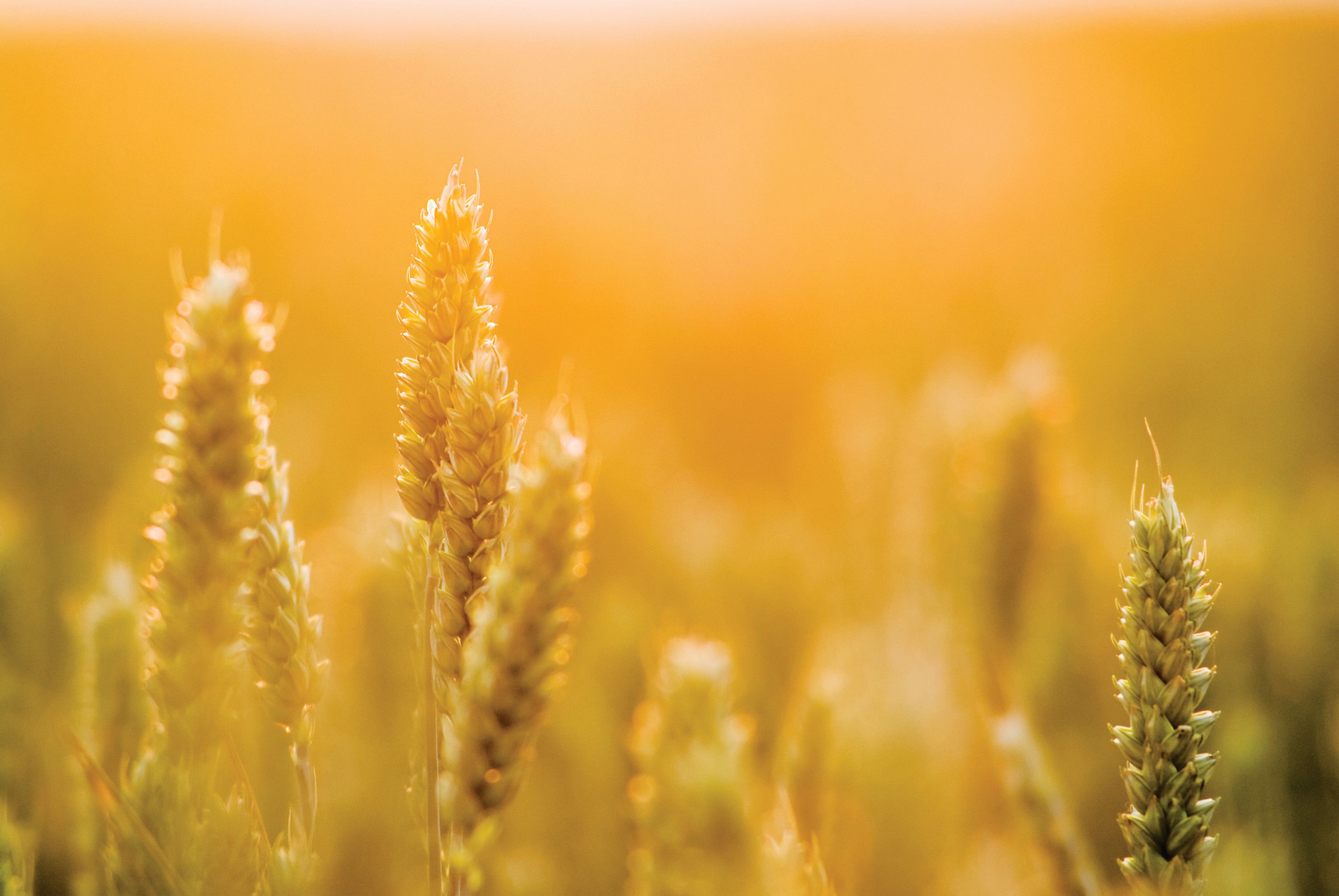 Photo © iStockphoto.com/nicolas_loran