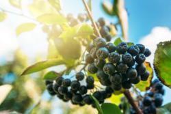 American Aronia Accelerator, Orgenetics shine spotlight on aronia berry for sports nutrition at SupplySide West