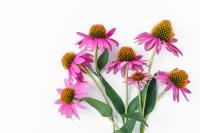 Technical Guidance Issued on Echinacea Adulteration and Authentication